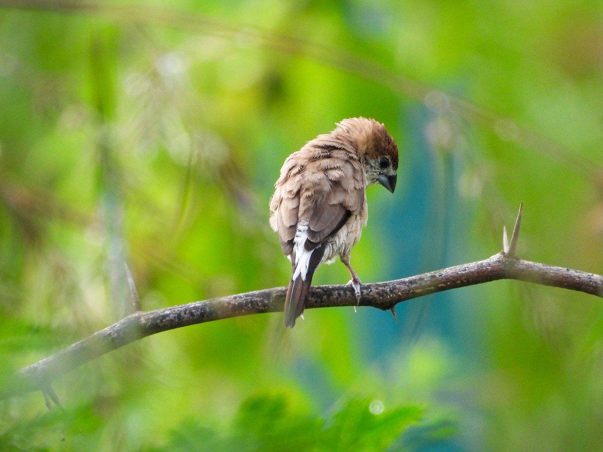 Indian Silverbill - ML646344144