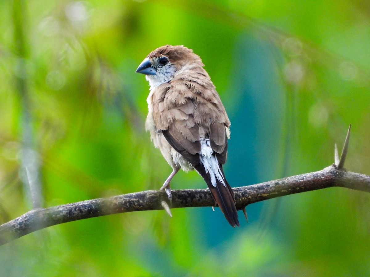 Indian Silverbill - ML646344145