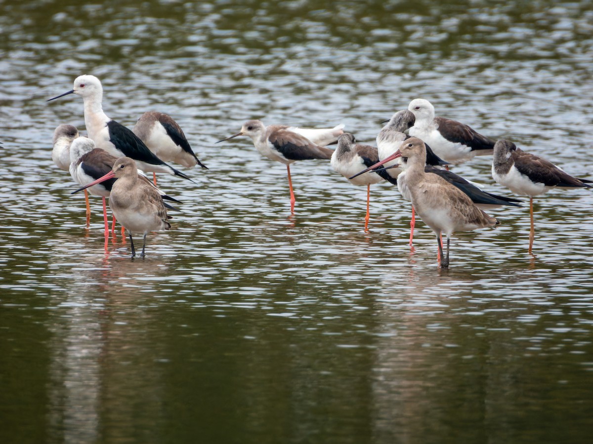 Black-tailed Godwit - ML646344146