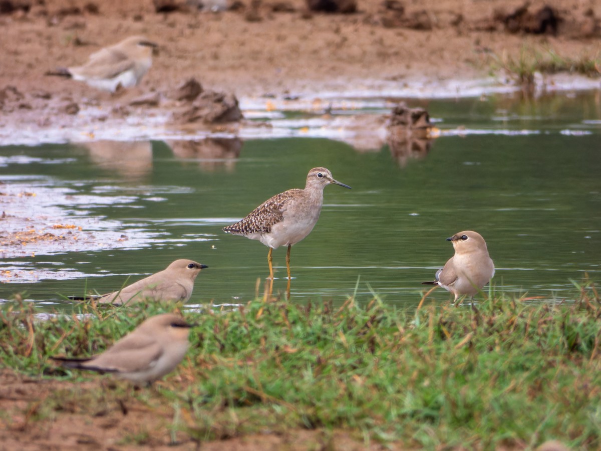 Wood Sandpiper - ML646344147