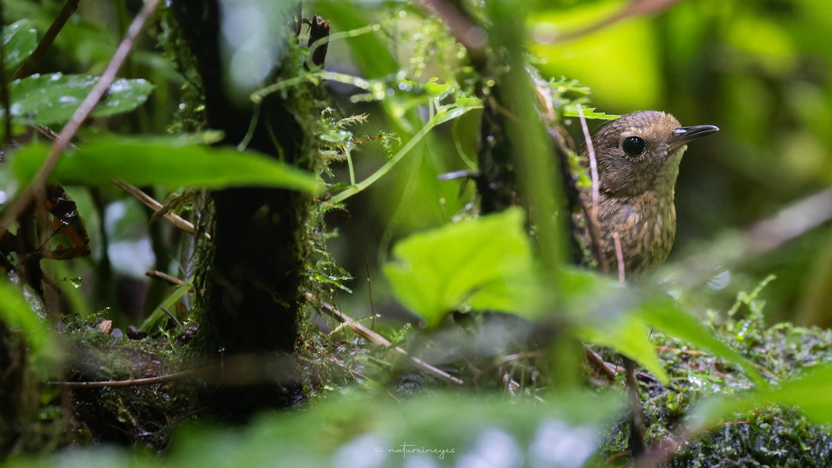 Pygmy Cupwing - ML646344148