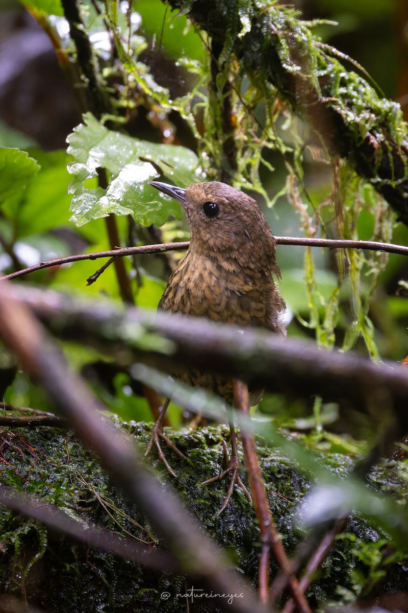 Pygmy Cupwing - ML646344149