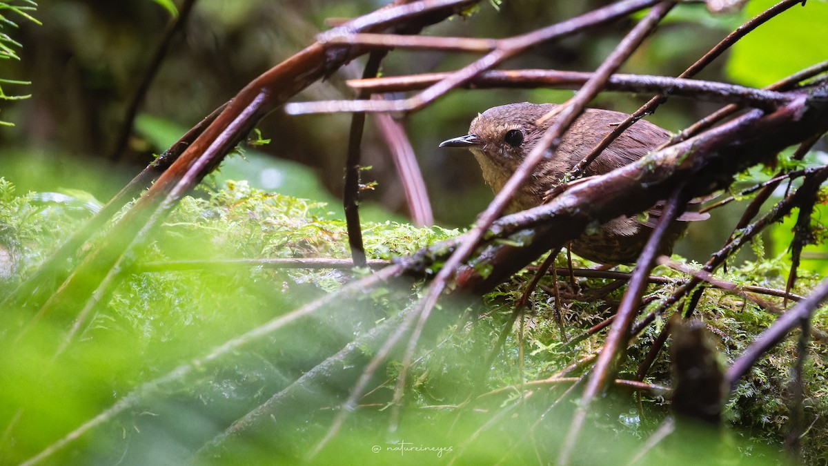 Pygmy Cupwing - ML646344150