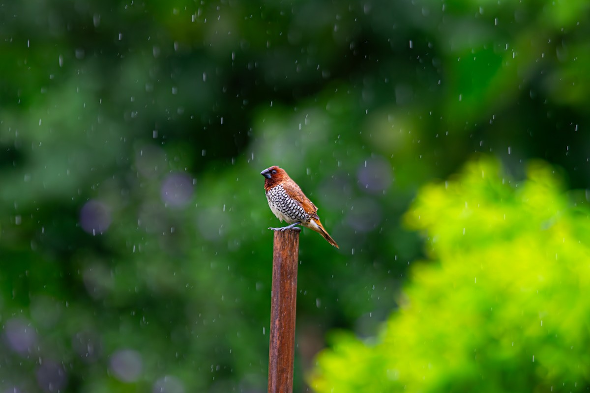 Scaly-breasted Munia - ML646344151