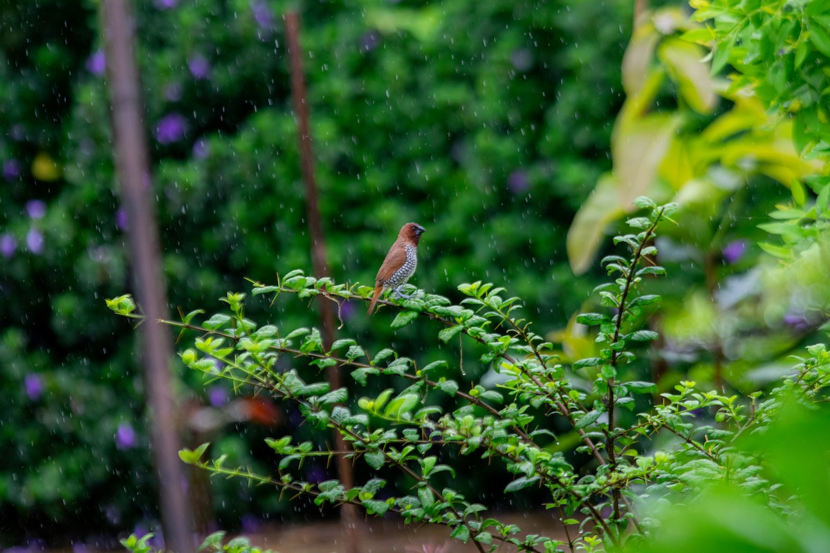 Scaly-breasted Munia - ML646344152