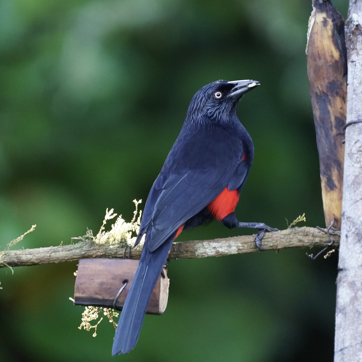 Red-bellied Grackle - ML646344155