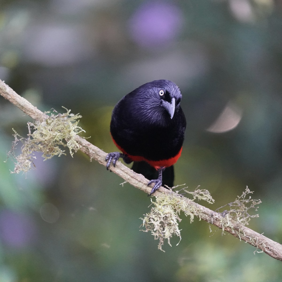 Red-bellied Grackle - ML646344156