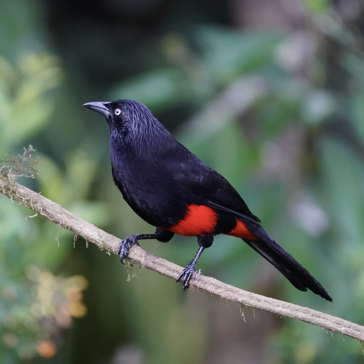 Red-bellied Grackle - ML646344157