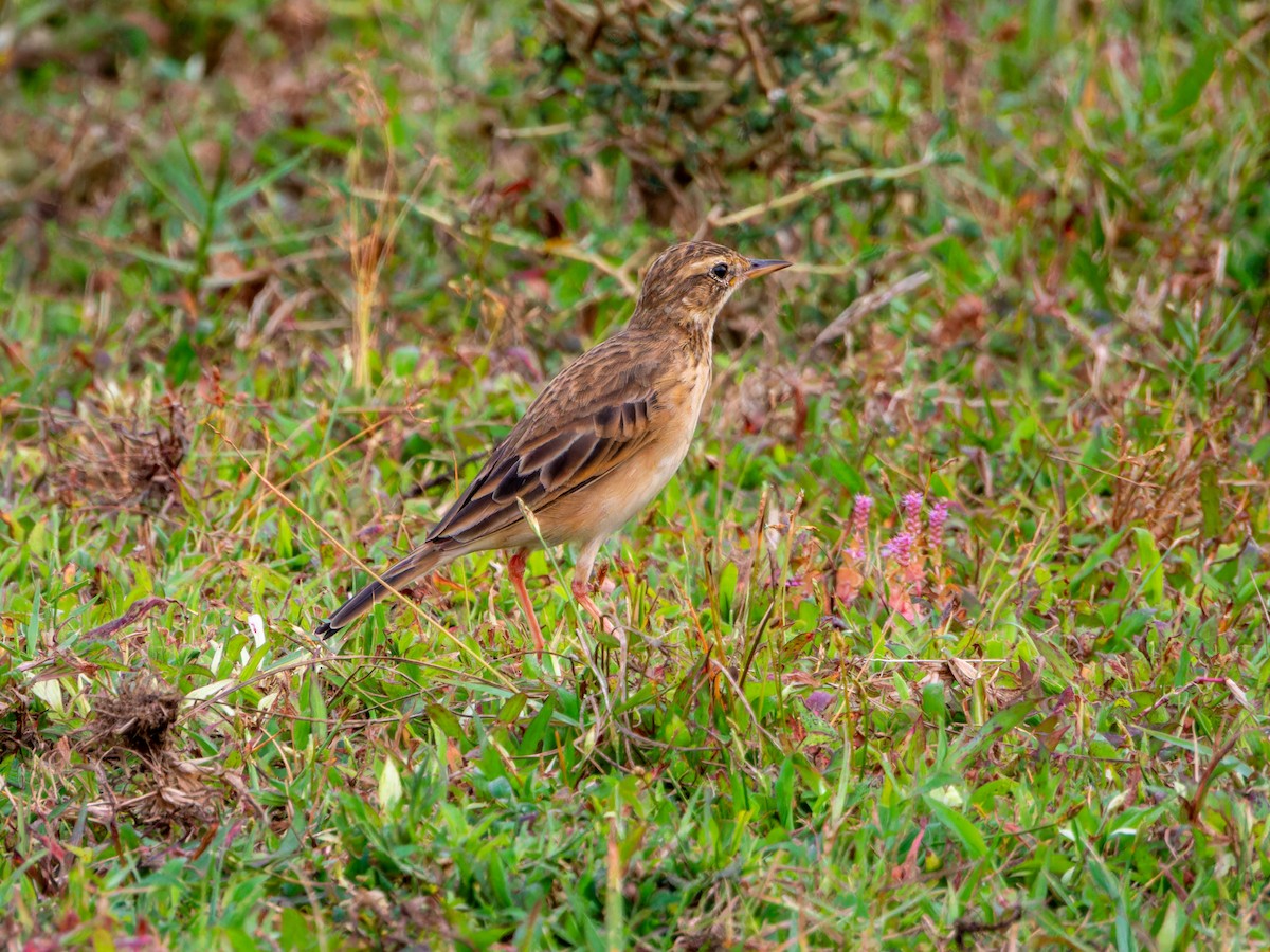 Paddyfield Pipit - ML646344159