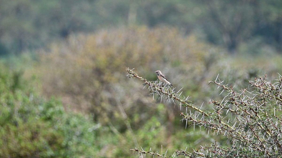 白頂䳭 - ML646344163