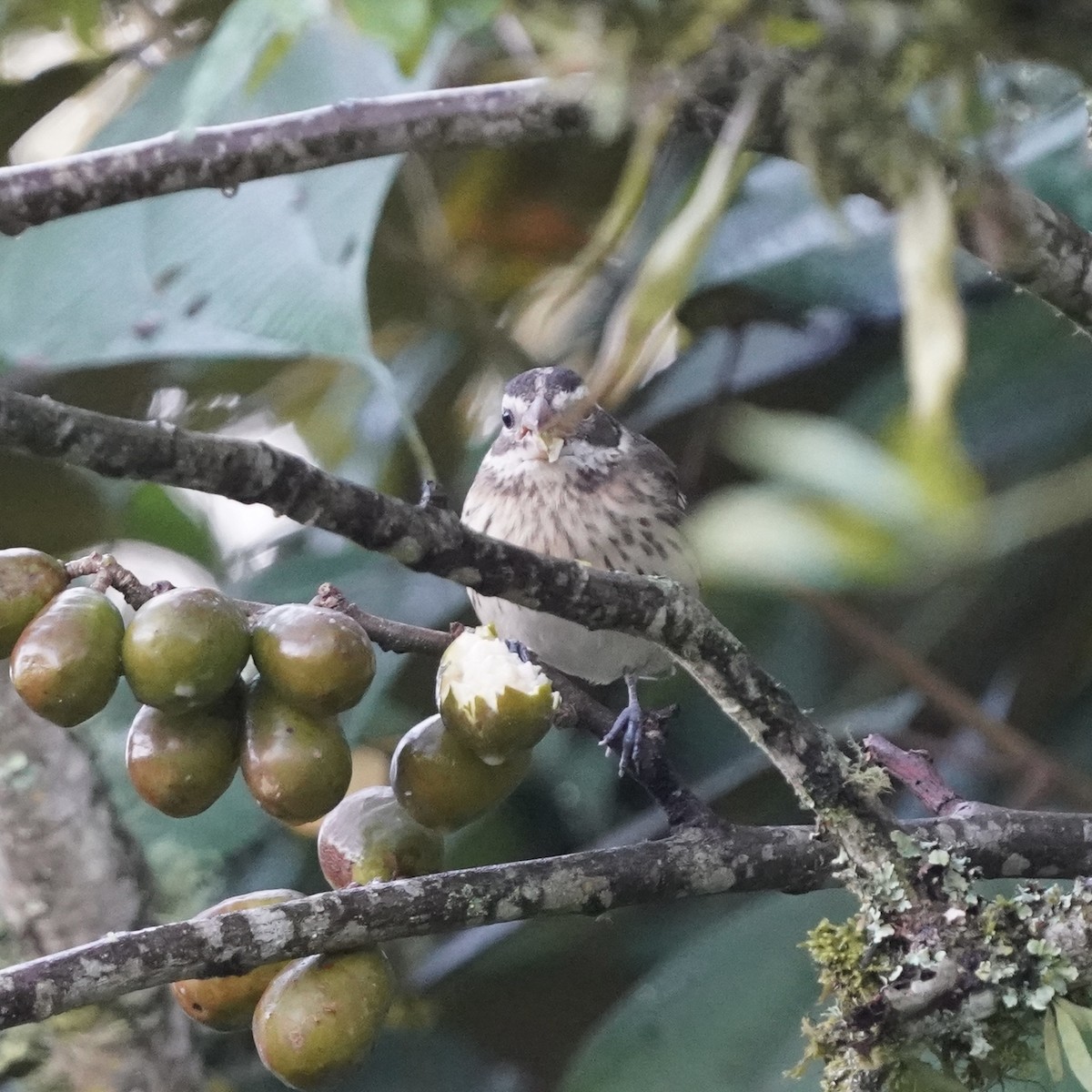 Rose-breasted Grosbeak - ML646344165