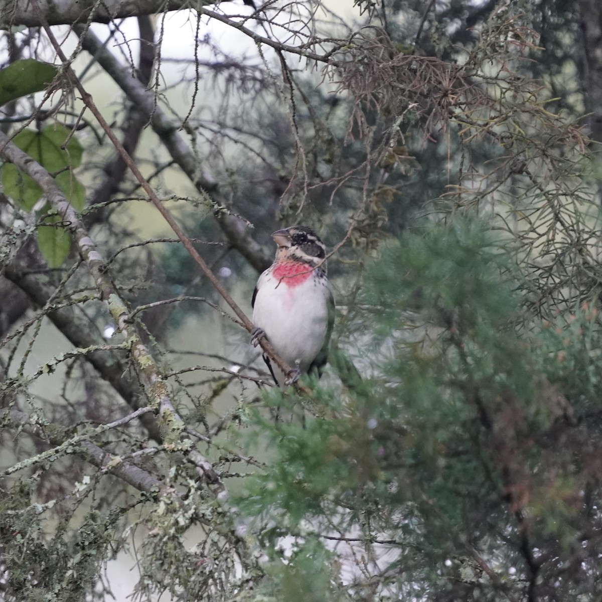 Rose-breasted Grosbeak - ML646344166