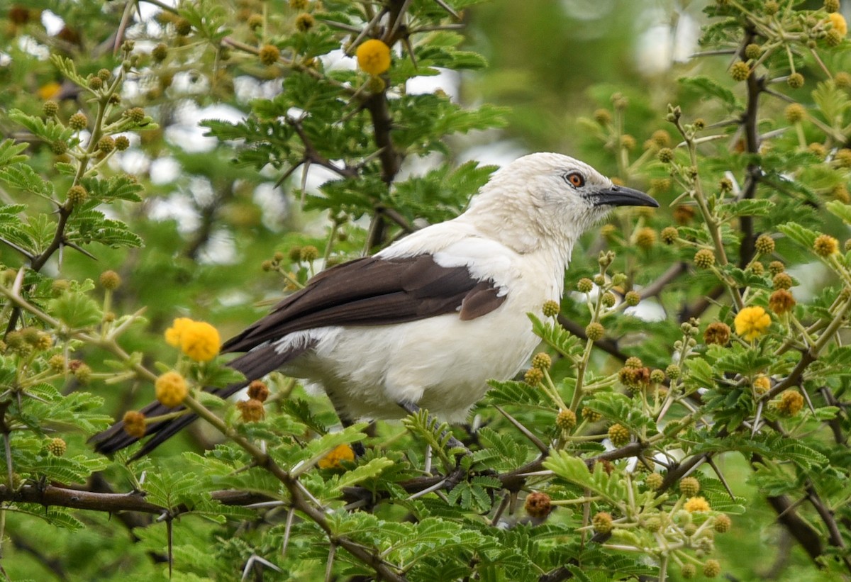 Southern Pied-Babbler - ML646344167