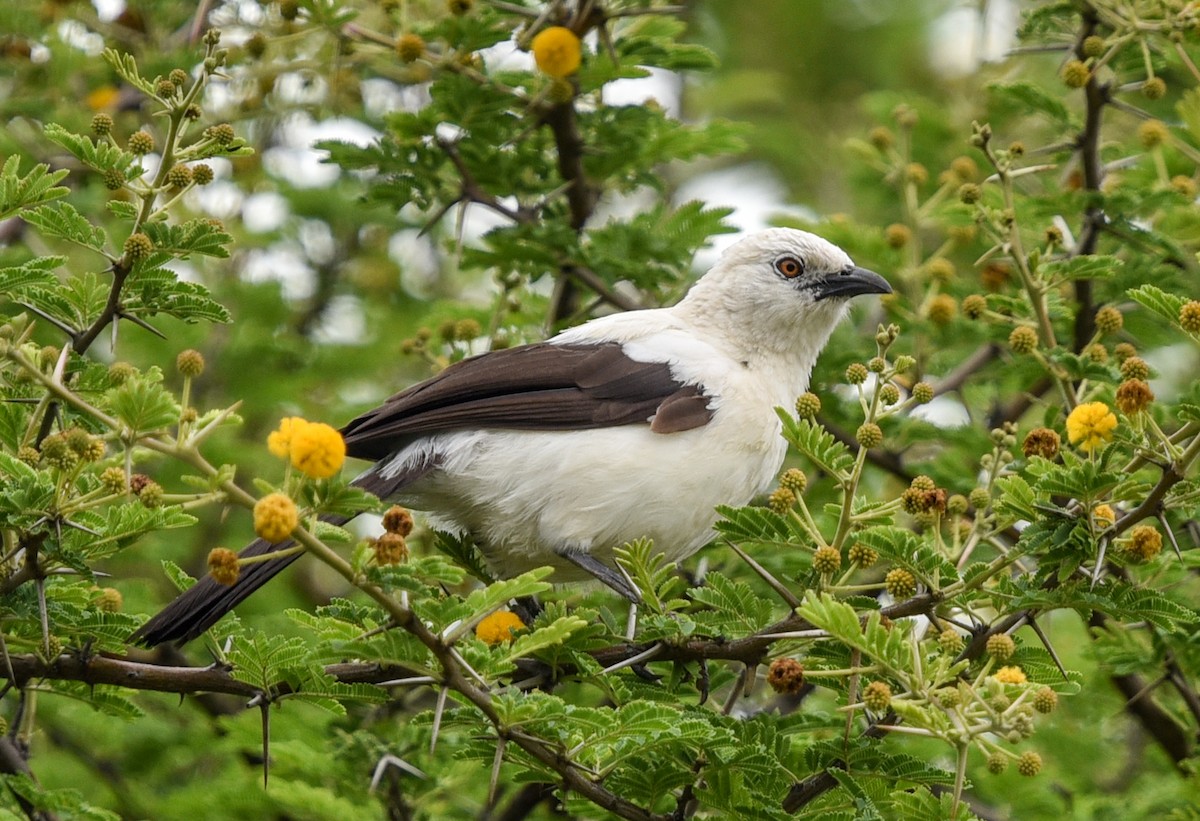 Southern Pied-Babbler - ML646344168
