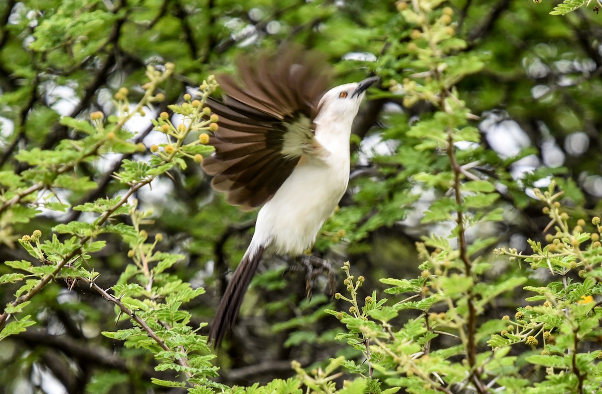 Southern Pied-Babbler - ML646344169