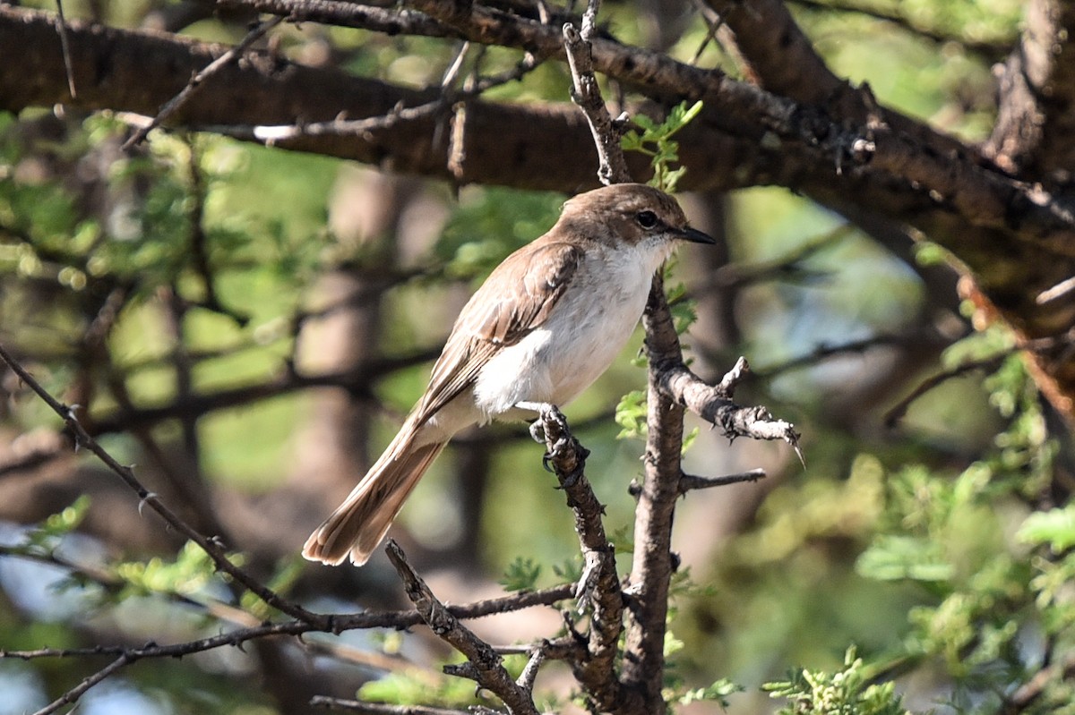 Marico Flycatcher - ML646344176