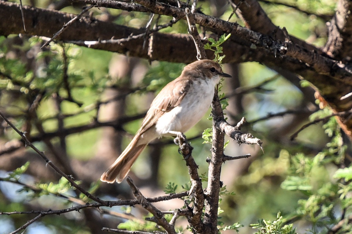 Marico Flycatcher - ML646344177