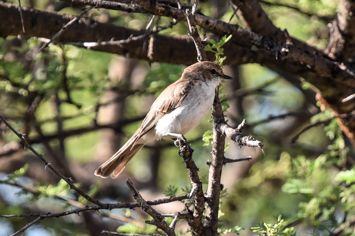 Marico Flycatcher - ML646344178