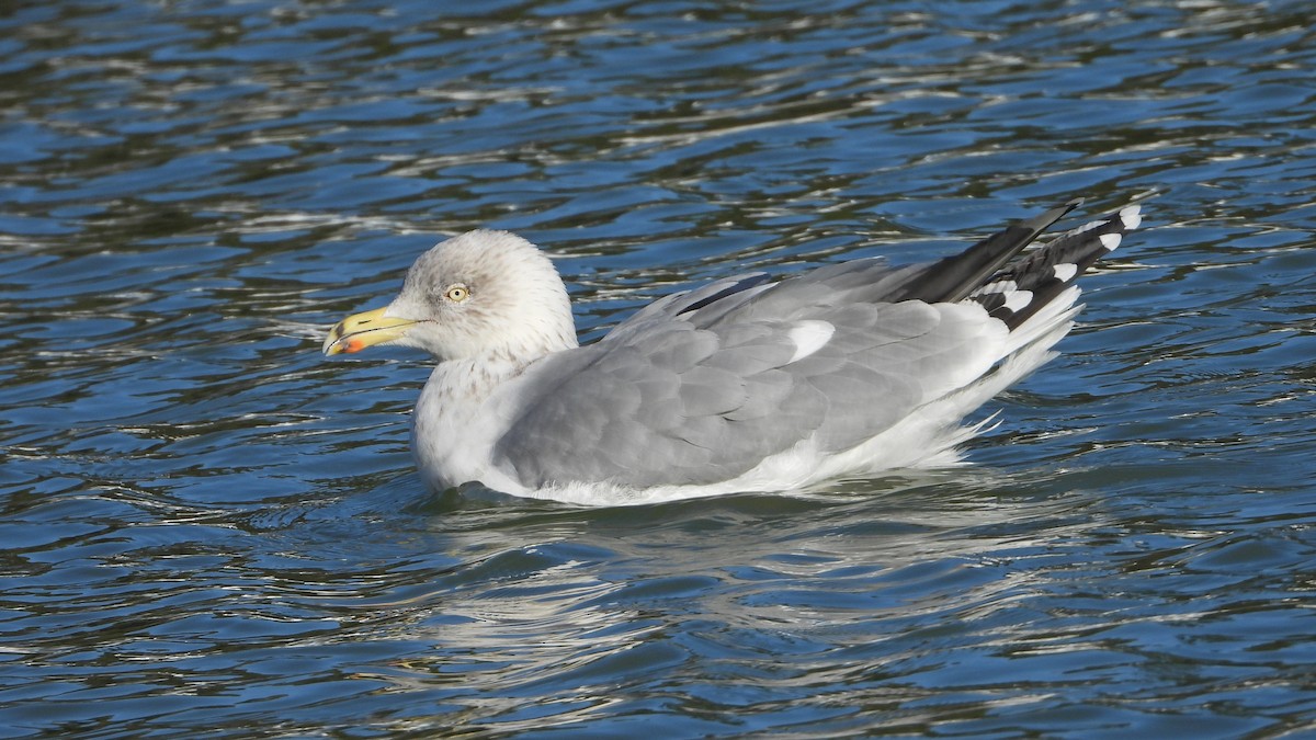 European Herring Gull - ML646344179