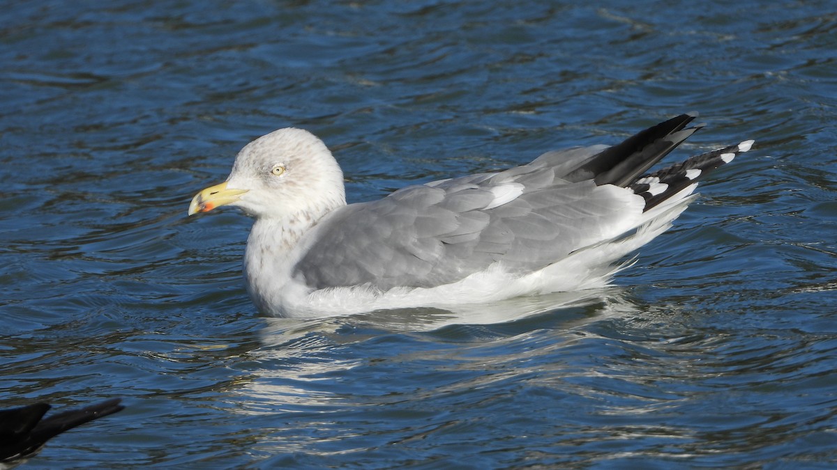 European Herring Gull - ML646344180