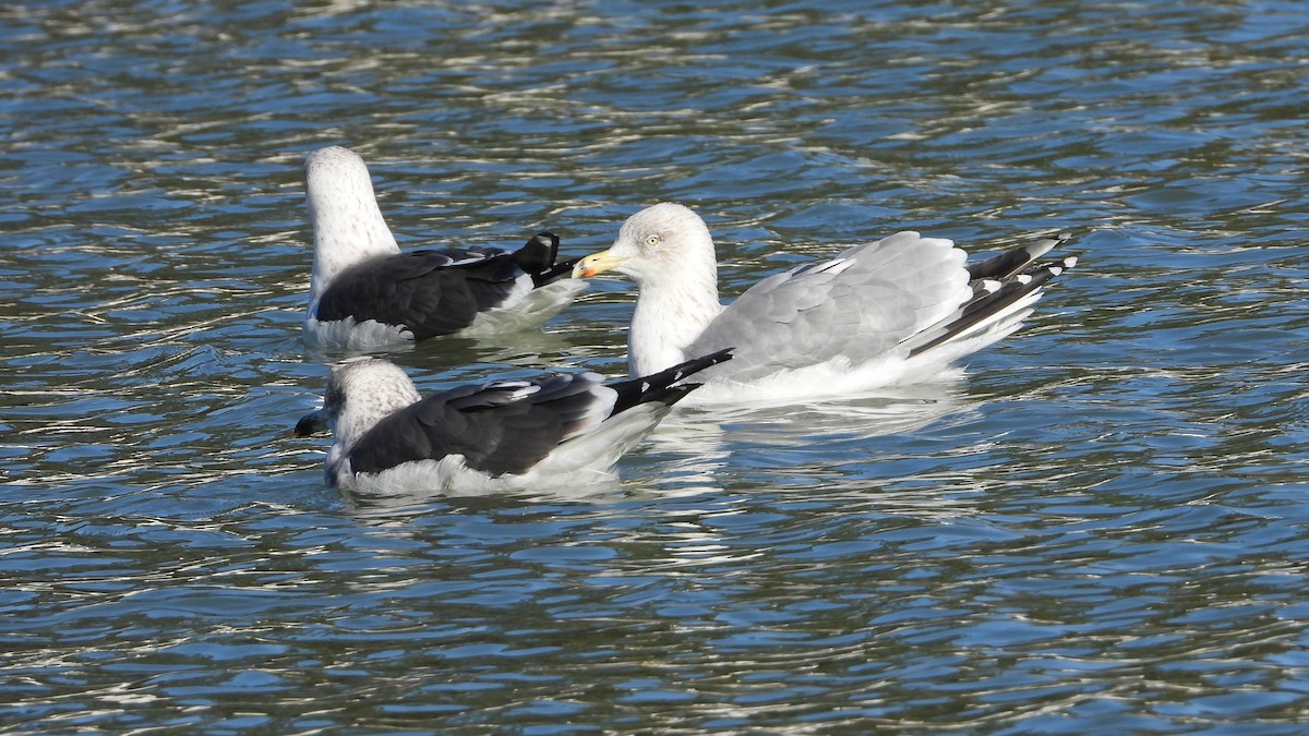 European Herring Gull - ML646344181