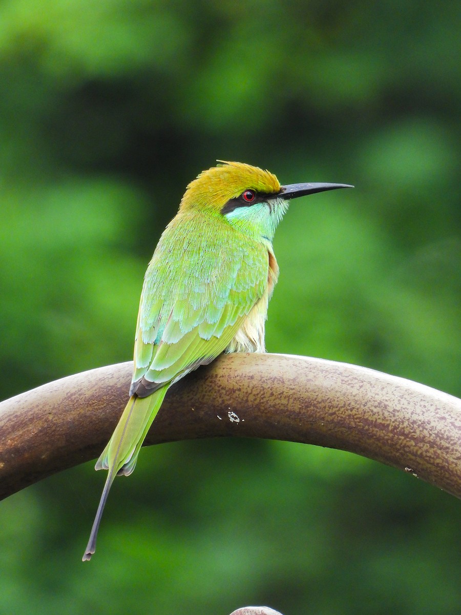 Asian Green Bee-eater - ML646344182