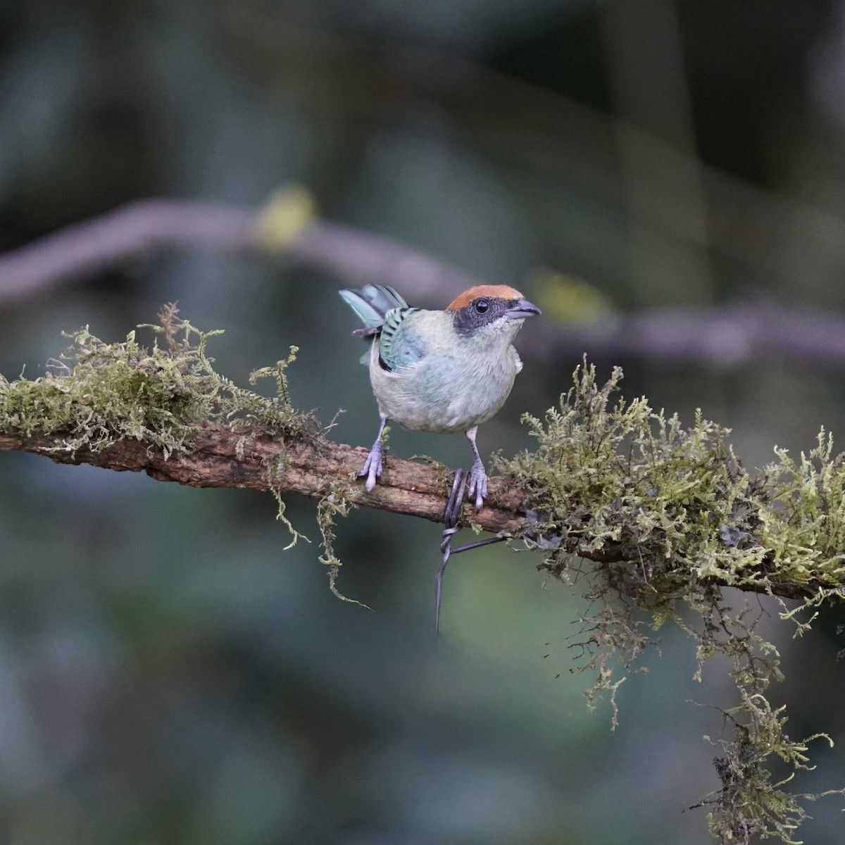 Scrub Tanager - ML646344184