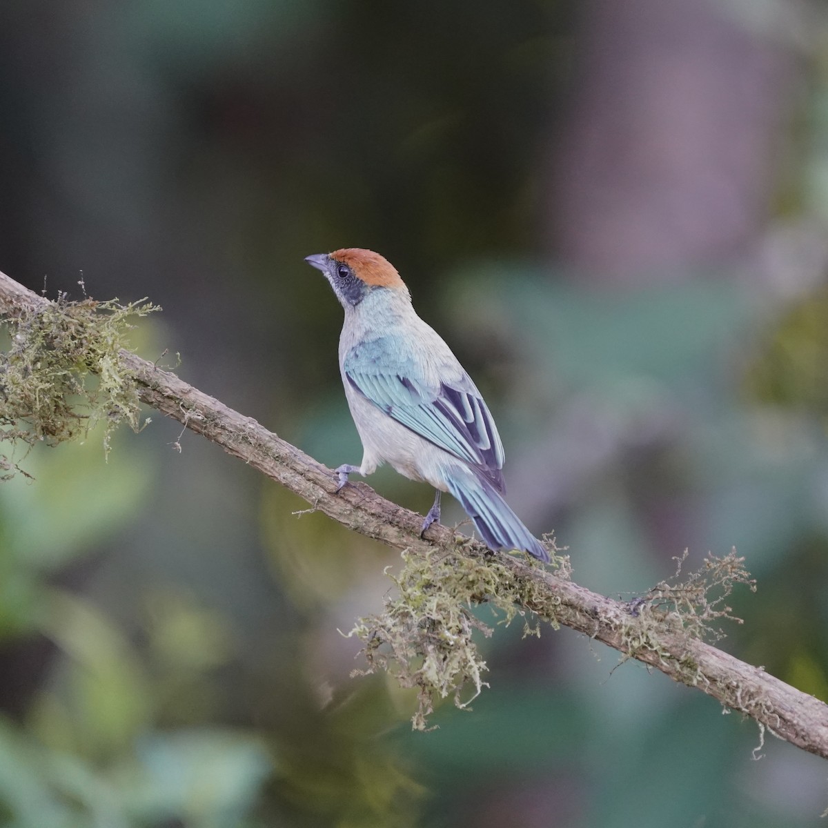 Scrub Tanager - ML646344185