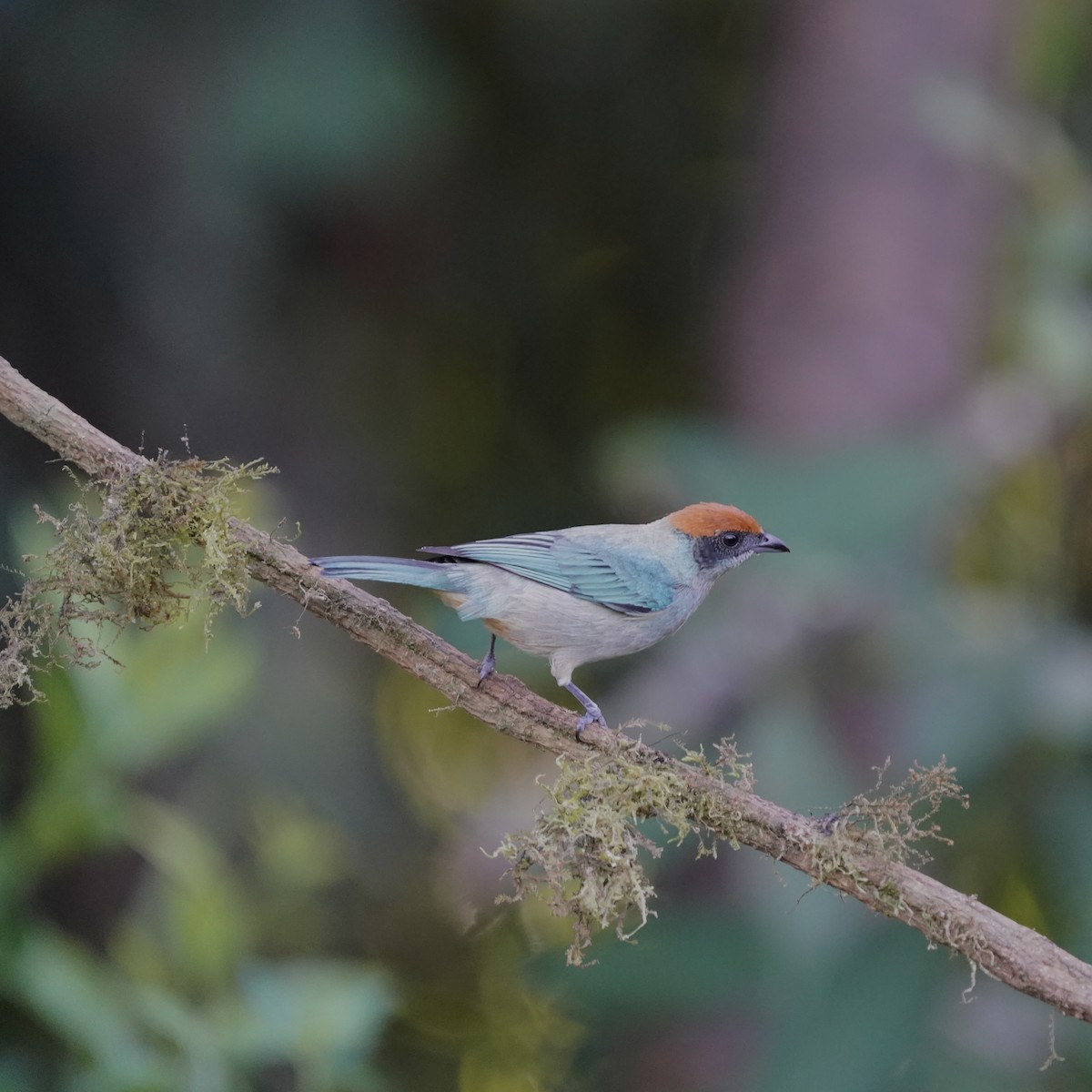 Scrub Tanager - ML646344186