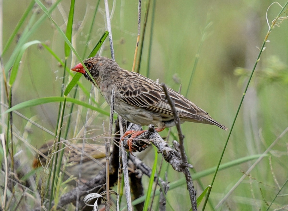 snovač rudozobý - ML646344188