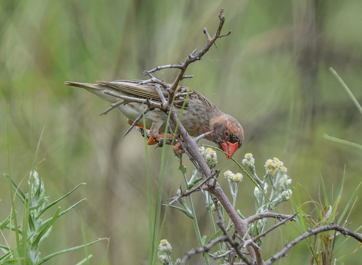 snovač rudozobý - ML646344189