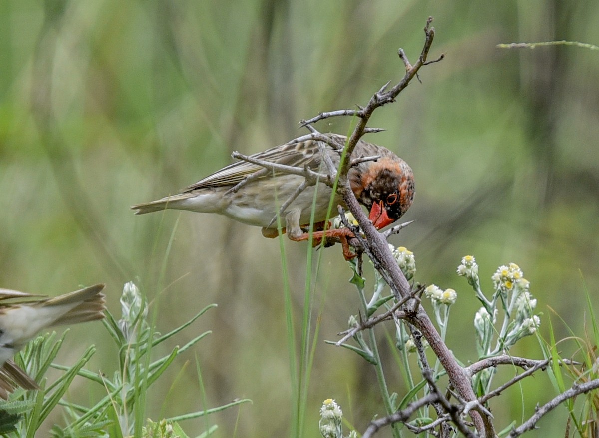 snovač rudozobý - ML646344190