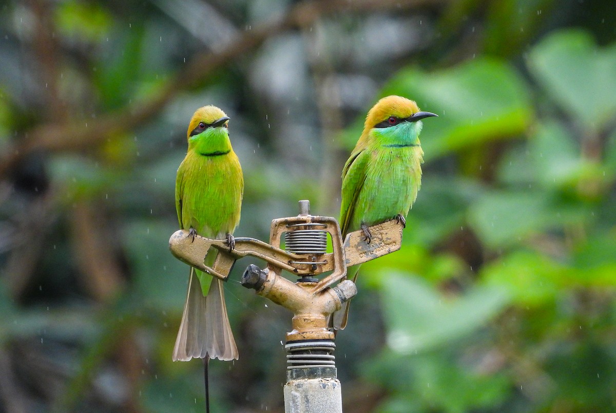 Asian Green Bee-eater - ML646344192