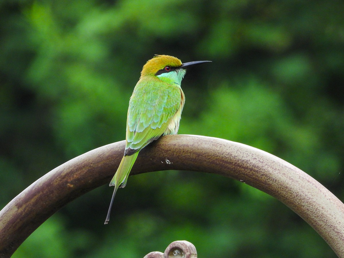Asian Green Bee-eater - ML646344193