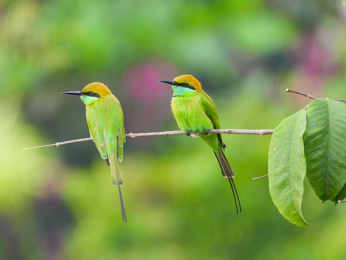 Asian Green Bee-eater - ML646344194