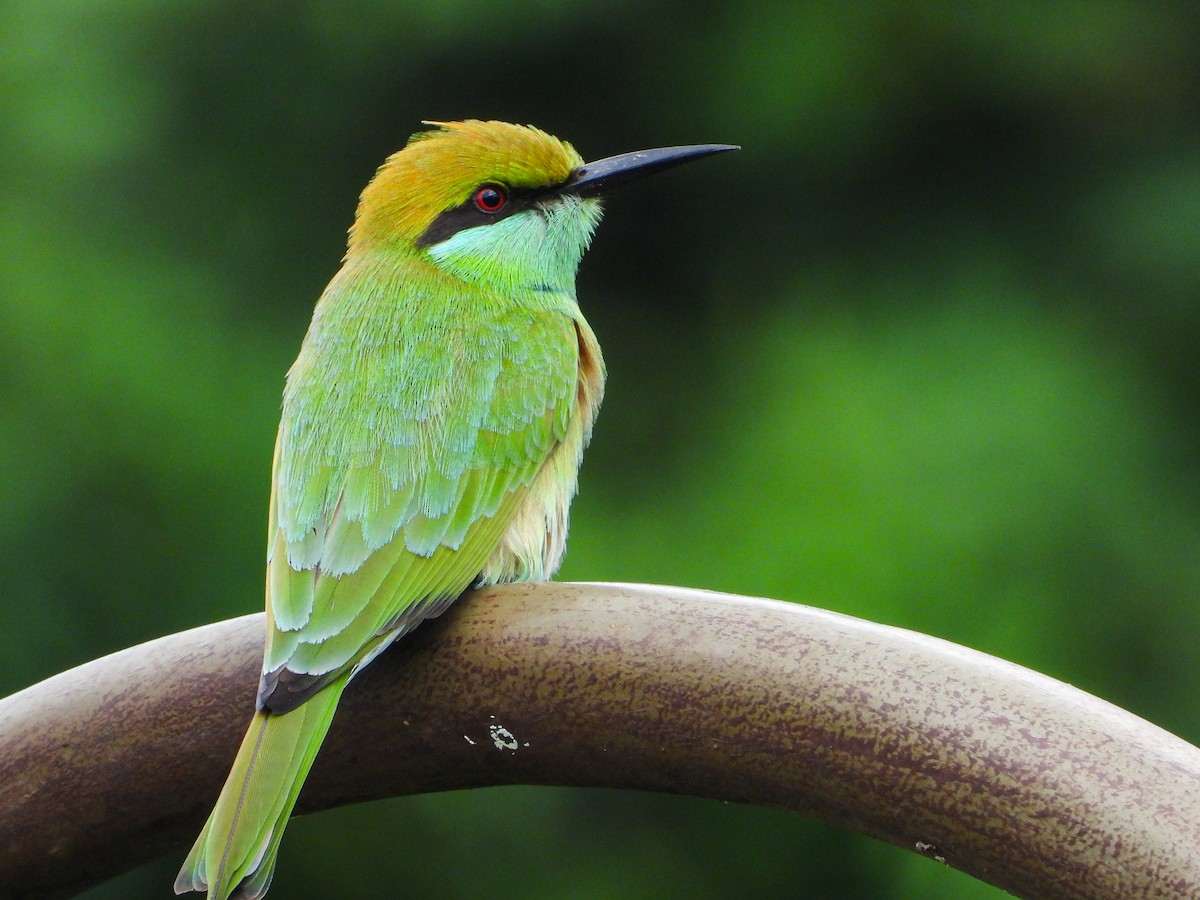 Asian Green Bee-eater - ML646344195