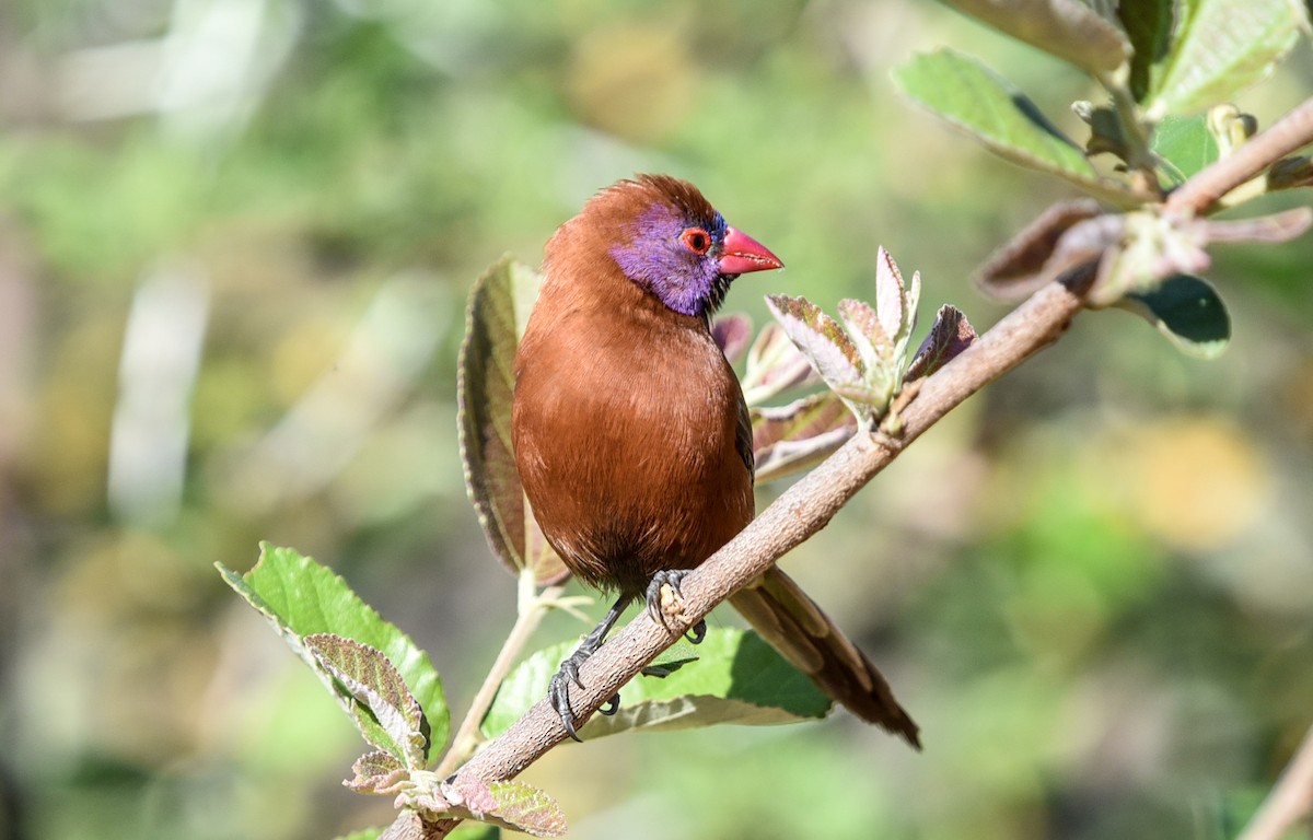 Violet-eared Waxbill - ML646344200