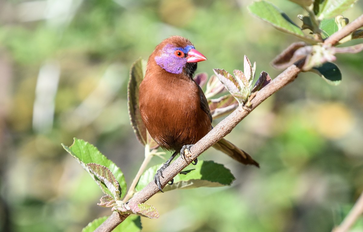 Violet-eared Waxbill - ML646344201