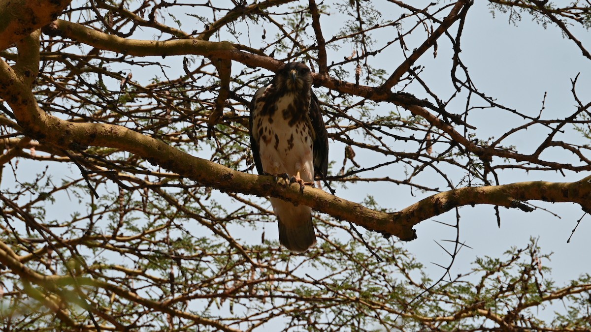 Augur Buzzard (Augur) - ML646344203
