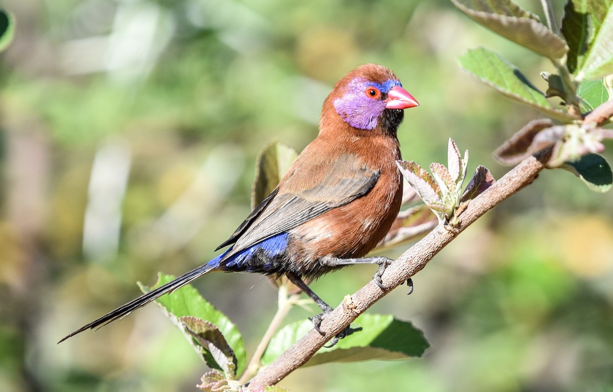 Violet-eared Waxbill - ML646344204