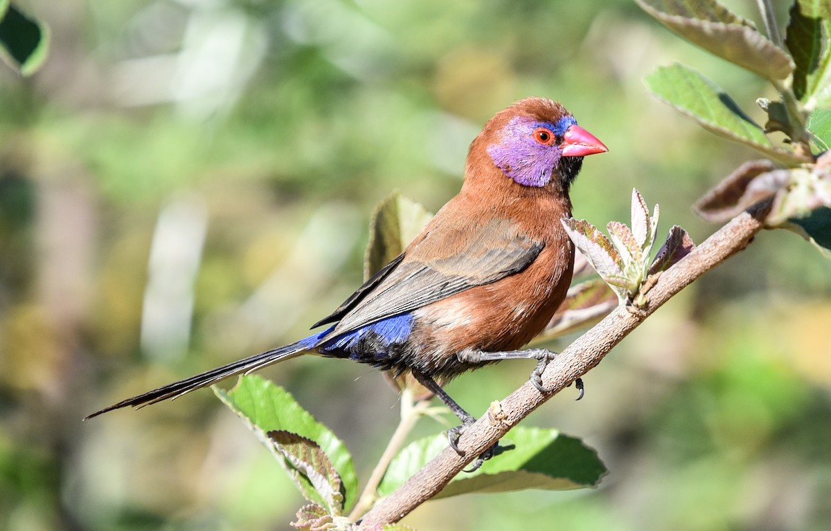 Violet-eared Waxbill - ML646344206