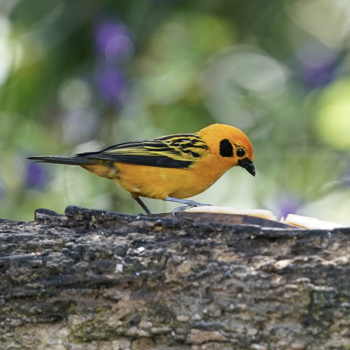 Golden Tanager - ML646344208