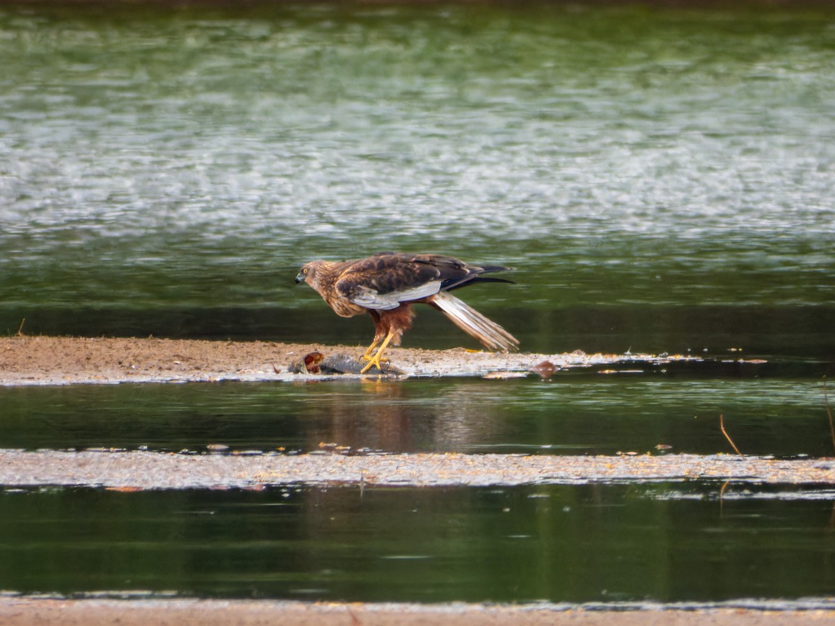 Western Marsh Harrier - ML646344213