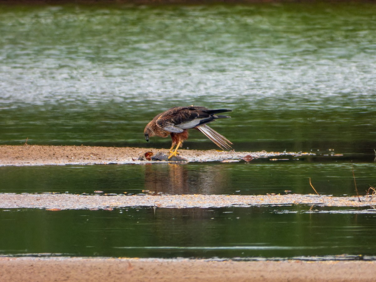 Western Marsh Harrier - ML646344214