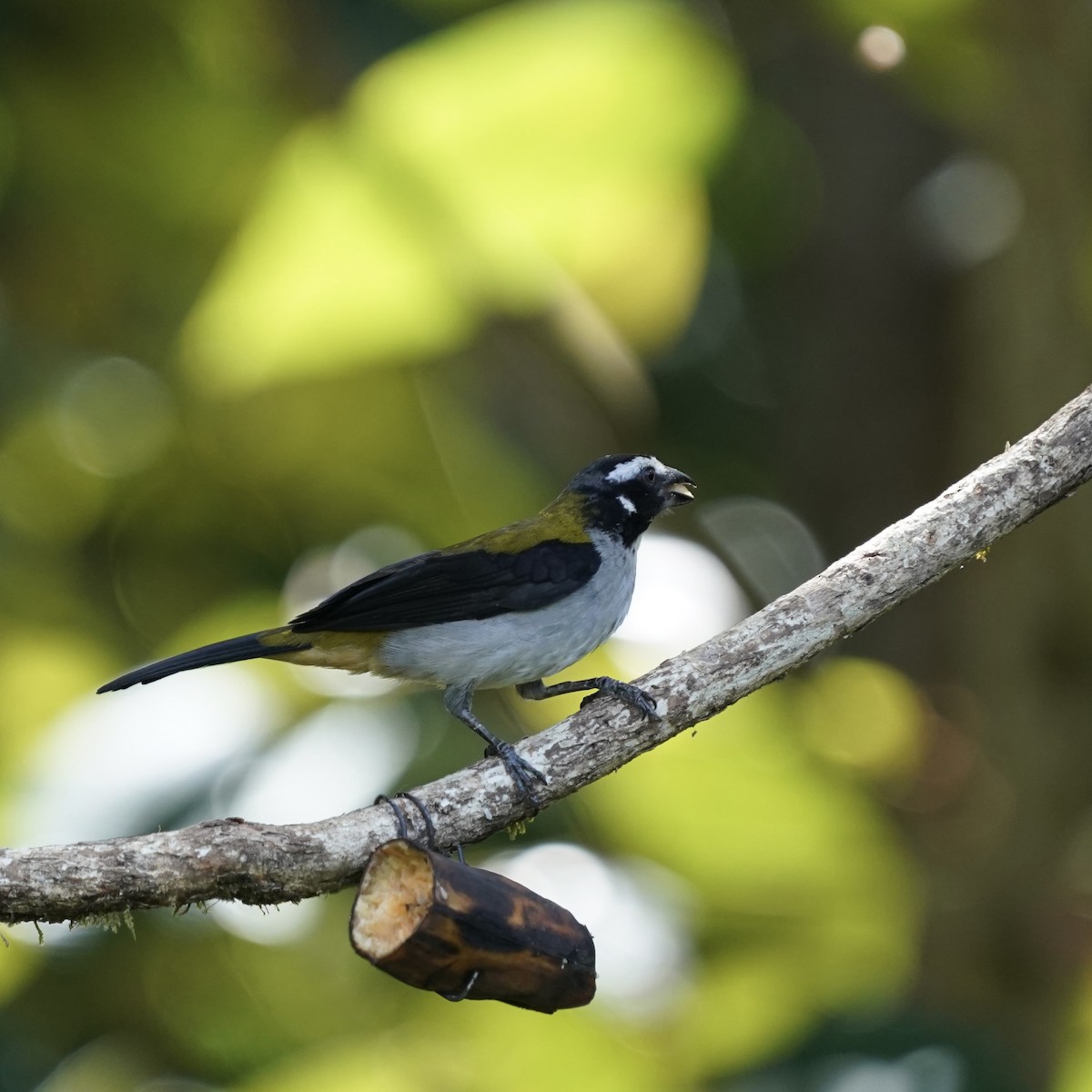 Black-winged Saltator - ML646344218