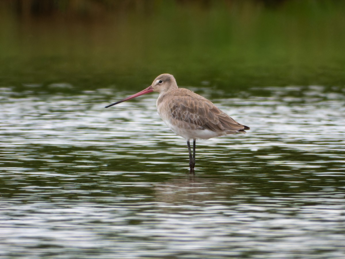 Black-tailed Godwit - ML646344222