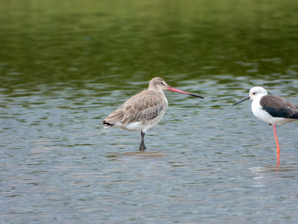 Black-tailed Godwit - ML646344223