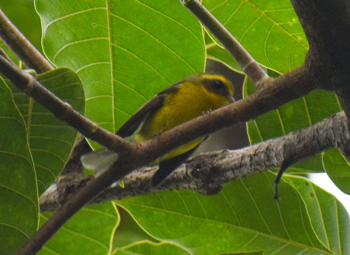 Веерохвостая желтобровка - ML646344224