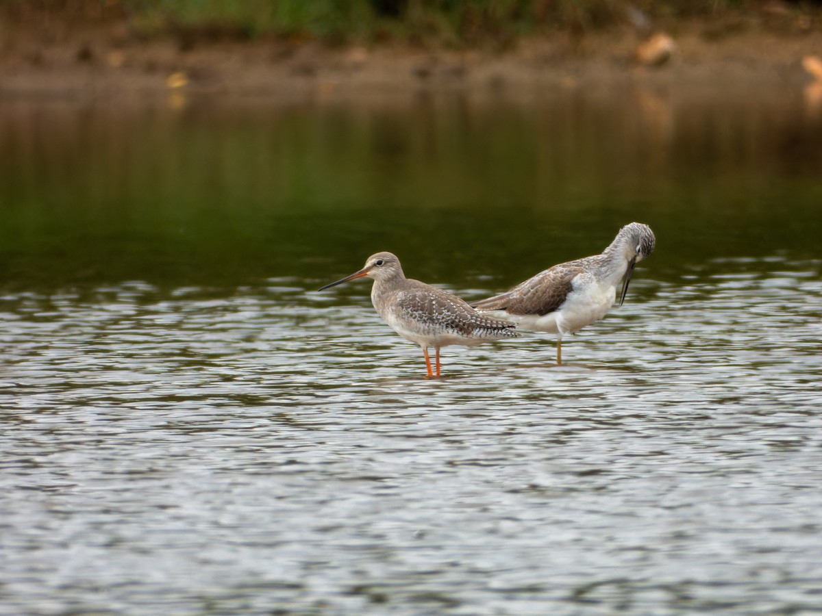 Spotted Redshank - ML646344225