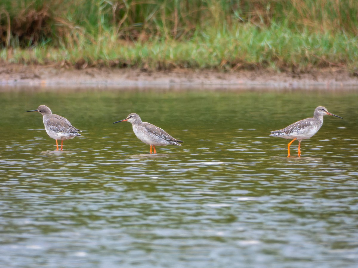 Spotted Redshank - ML646344226
